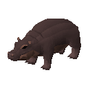 Hippopotamus